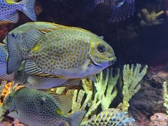 -上海海洋水族馆