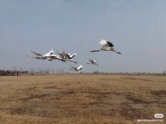 -盐城丹顶鹤湿地生态旅游区