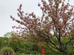 -杏花村文化旅游区