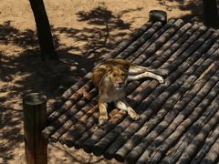 -西霞口神雕山野生动物世界