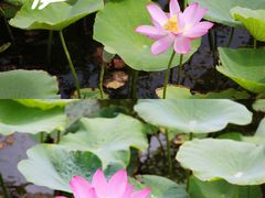 -天津东丽湖风景区