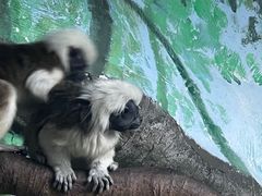 -上海野生动物园