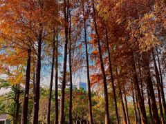 -四海公园(南山区)