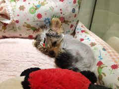 -momokira米努特·德文卷毛猫·棉花面纱犬