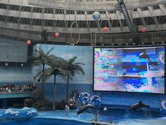-海合安成都极地海洋公园