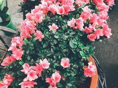 -龙大花卉苗木市场