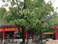 -广东圆玄道观