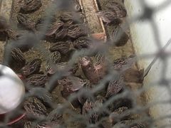 -南汇老顾农家乐采摘大团水蜜桃采摘店