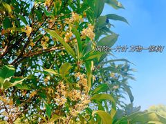 -金沙湖公园