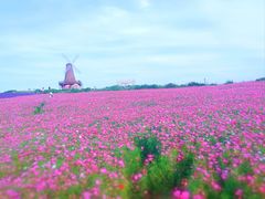 -大塘金香草谷