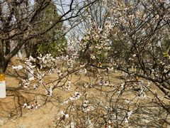 -北京鹫峰国家森林公园