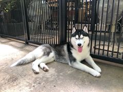 -TrueLove @ Neverland (Husky Cafe)