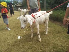 -前小桔亲子创意农场·草莓采摘·露营烧烤