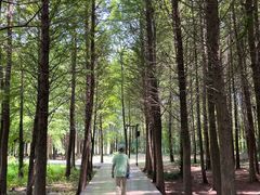 -溱湖国家湿地公园