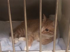 -艾贝尔宠物诊疗