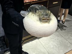 -鲐赏河豚(长寿店)