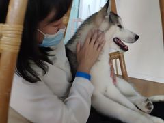 -Husky Go! 哈士奇体验馆·宠物咖啡厅狗咖