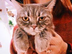 -猫小院猫主题餐厅(三里屯店)