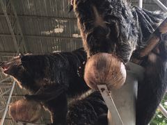 -清迈夜间动物园