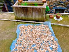 -桑洲油菜花景区