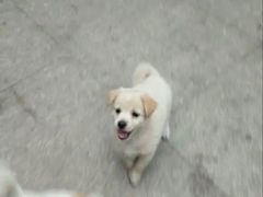 -佳雯宠物医院·皮肤科·内外科(春晓路分院)