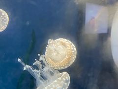 -泉城欧乐堡海洋极地世界