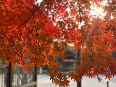 -尚湖风景区