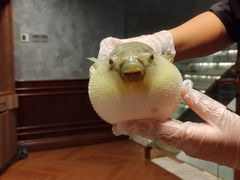 -肆月河豚·新淮扬(金融街店)