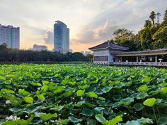 -荔湾湖公园