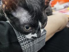 -瑞派雷欧宠物医院·24h夜诊·心脏骨科牙科·全科重症转诊中心(无影山店)