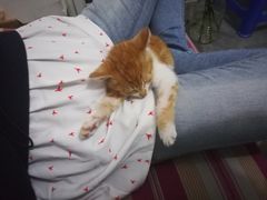 -仁华宠物医院(青羊店)