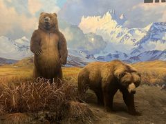 -美国自然历史博物馆