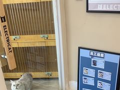 -猫力发电所·宠物专门店
