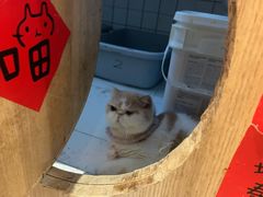 -滚猫咖啡·猫咖·猫友好撸猫(未来城店)