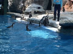 -帝企鹅自助餐厅•儿童岛•真企鹅(长隆企鹅酒店)