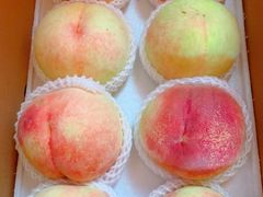 -南汇新场正宗水蜜桃采摘