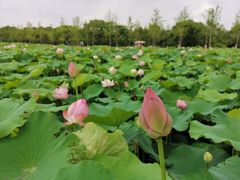 -嘉北郊野公园