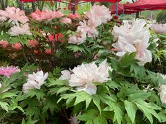 -洛阳市隋唐城遗址植物园
