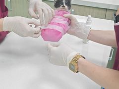-北京观赏动物医院·24小时大型综合·猫专科·异宠专科