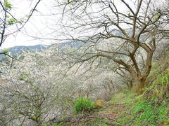 -广州市流溪河国家森林公园