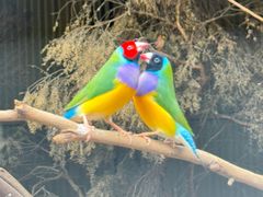 -费瑟代尔野生动物园