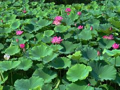 -莲花池公园