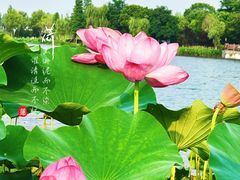 -尚湖风景区