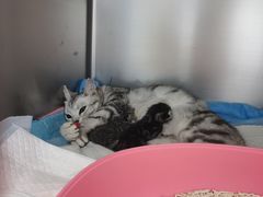 -纳吉亚猫专科动物诊疗中心(蒋宅口分院)