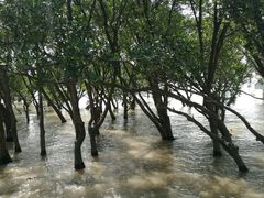 -宝安西湾红树林湿地公园
