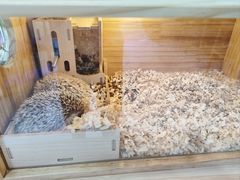 -喵园·猫主题咖啡厅·撸猫·猫咖(国贸店)