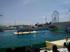 -秦皇岛乐岛海洋王国