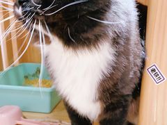 -Pets First伊珊娜洗护·精致美容·家庭式寄养(新会路店)