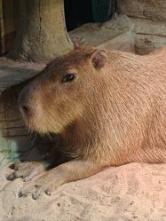 -Zoolung Zoolung动物主题公园(海信广场店)