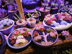 -双季花艺园艺市场(浦东店)